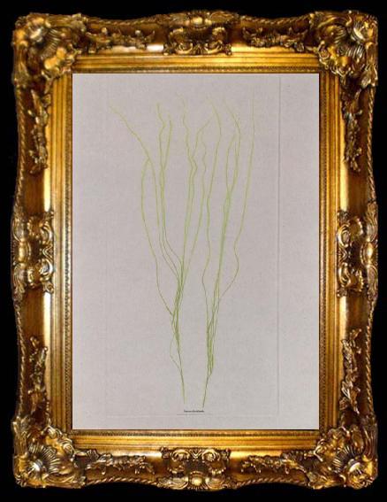 framed  Alois Auer von Welsbach Stalks of grass, ta009-2